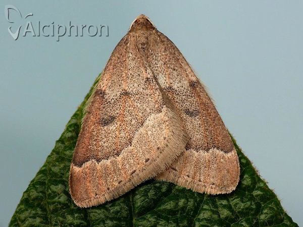Theria rupicapraria