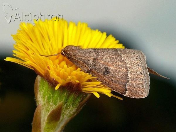 Theria rupicapraria