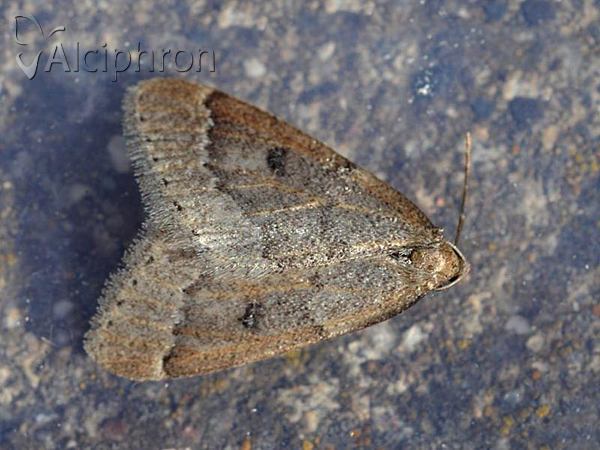 Theria rupicapraria