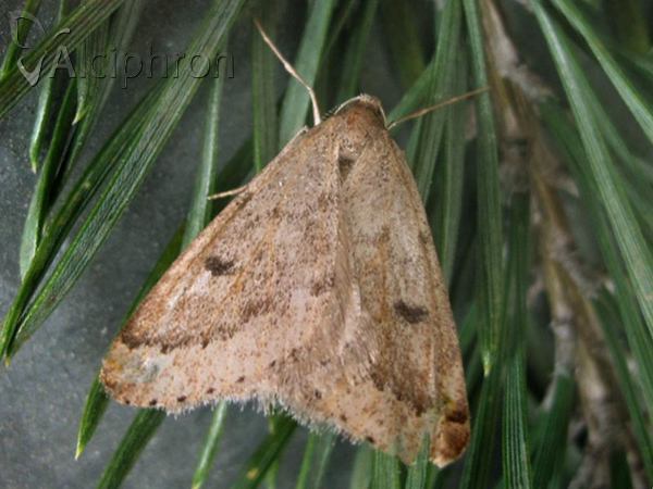 Theria rupicapraria