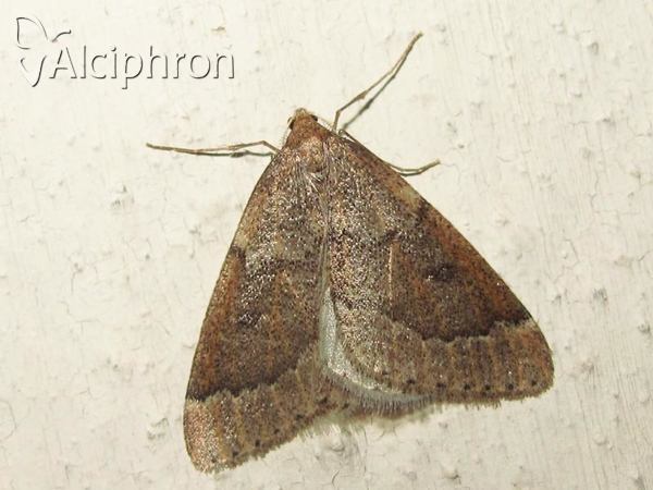 Theria rupicapraria