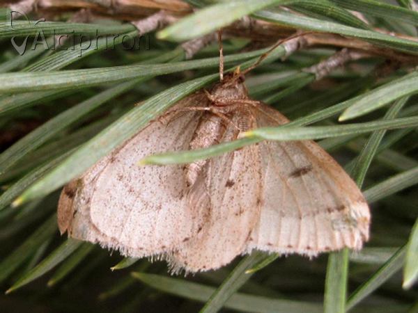 Theria rupicapraria