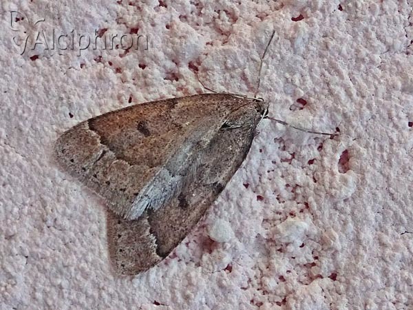 Theria rupicapraria