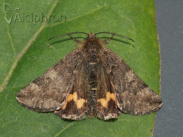 Boudinotiana notha