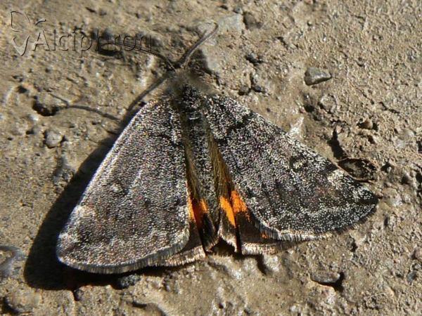 Boudinotiana notha