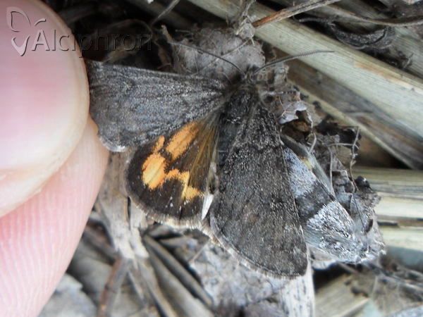 Boudinotiana notha