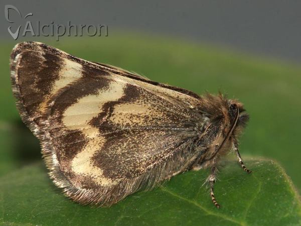 Boudinotiana notha