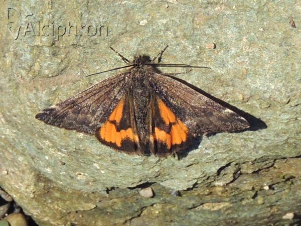Boudinotiana notha