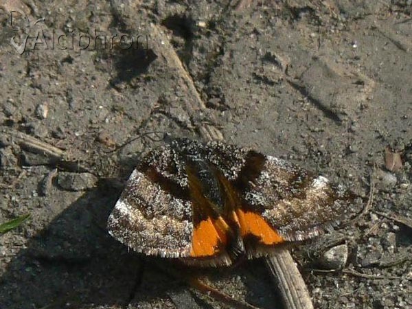 Boudinotiana notha