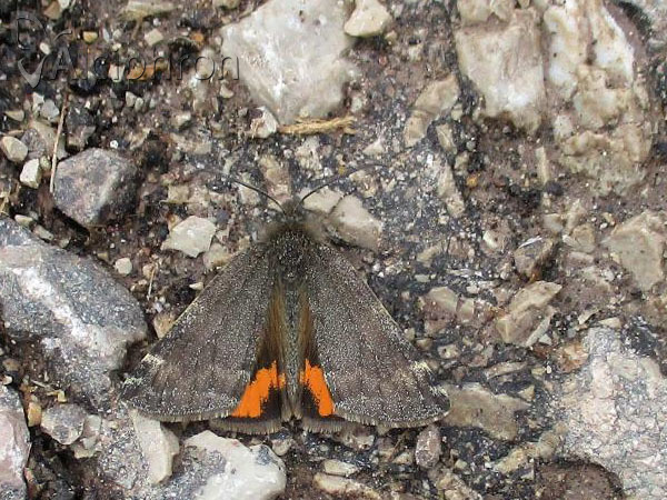Boudinotiana notha