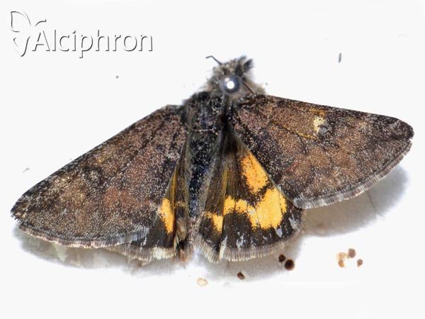 Boudinotiana puella