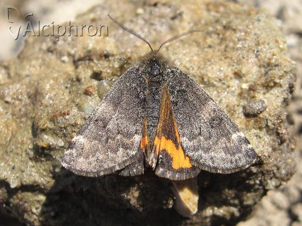Boudinotiana puella