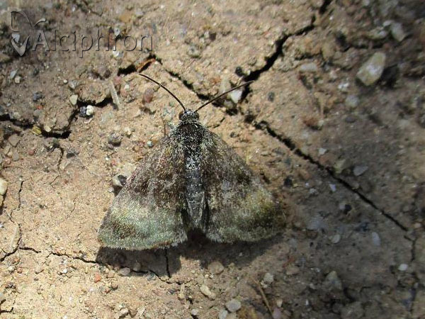 Boudinotiana puella