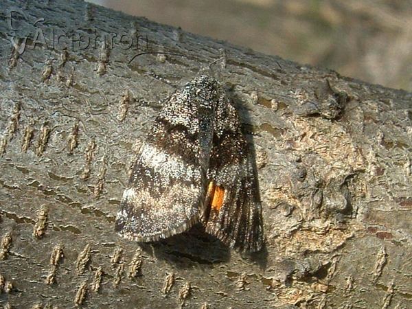 Archiearis parthenias