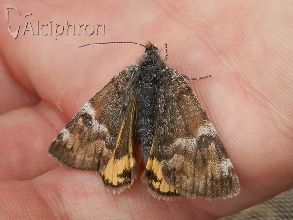 Archiearis parthenias