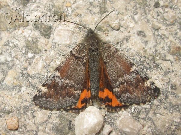 Archiearis parthenias