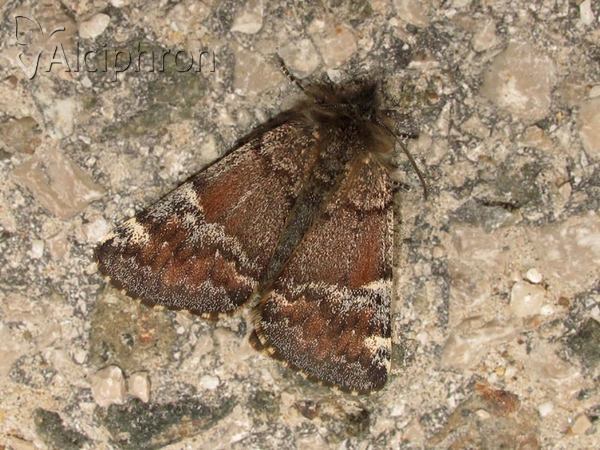 Archiearis parthenias