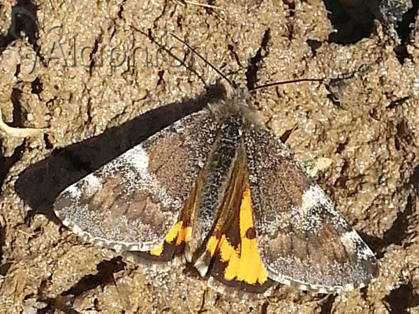 Archiearis parthenias