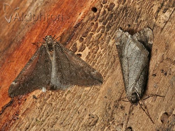 Alsophila aescularia