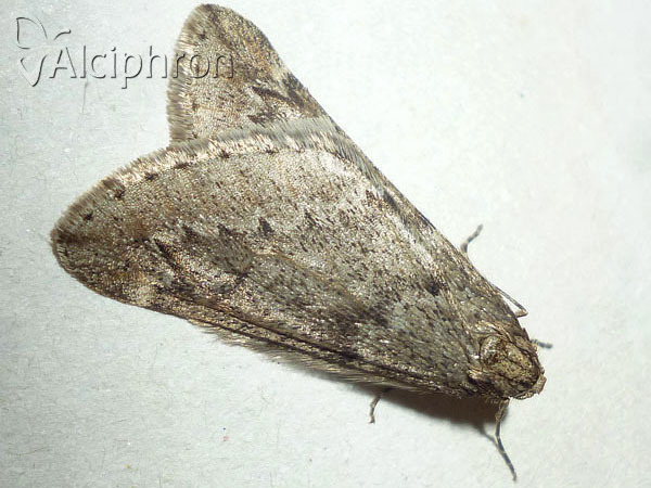 Alsophila aescularia