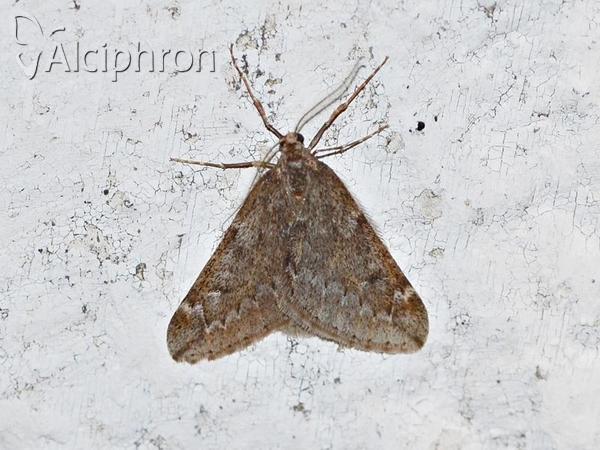 Alsophila aescularia