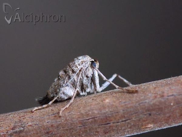 Alsophila aescularia