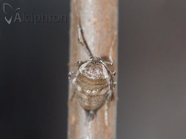 Alsophila aescularia