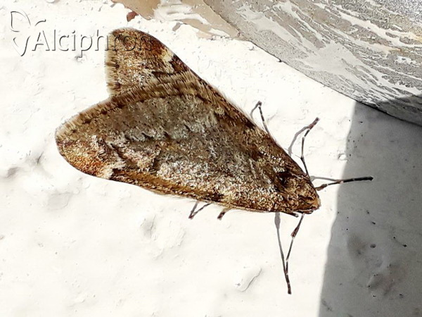 Alsophila aescularia