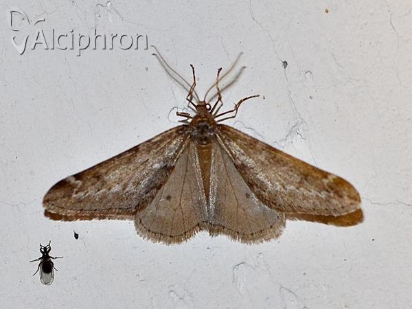 Alsophila aescularia