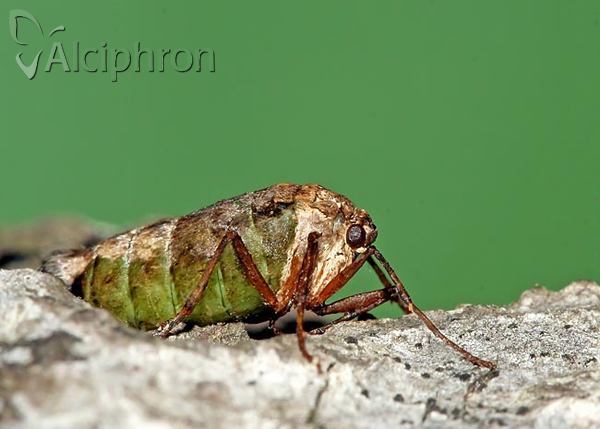 Alsophila aceraria