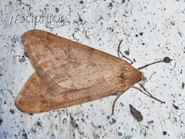 Alsophila aceraria