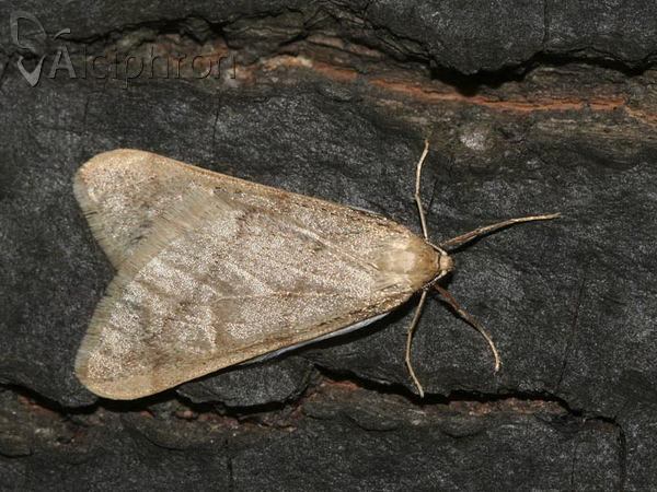 Alsophila aceraria
