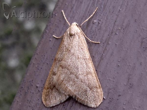 Alsophila aceraria