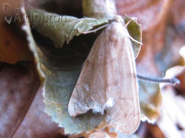 Alsophila aceraria