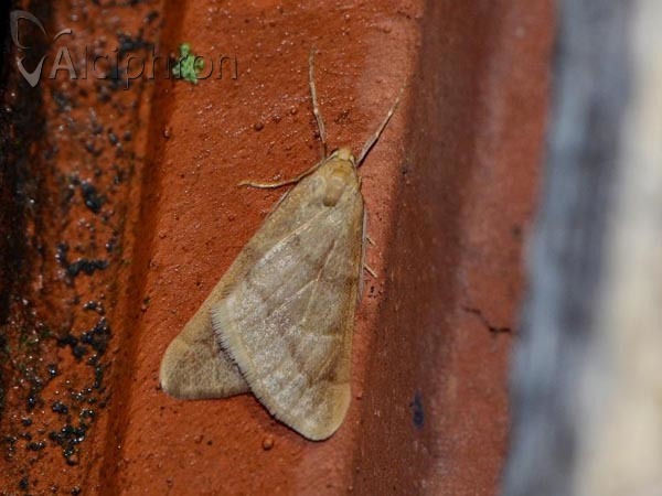 Alsophila aceraria