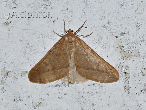 Alsophila aceraria