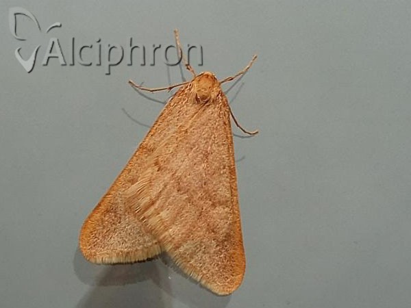 Alsophila aceraria