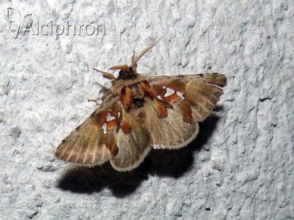 Spatalia argentina