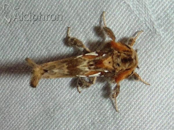 Spatalia argentina