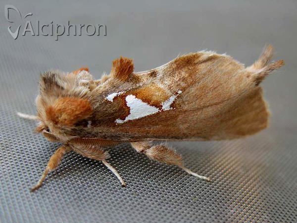 Spatalia argentina