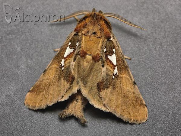 Spatalia argentina