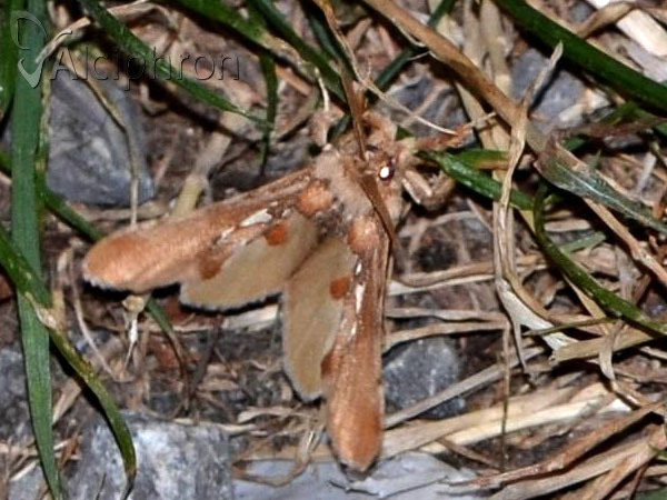 Spatalia argentina