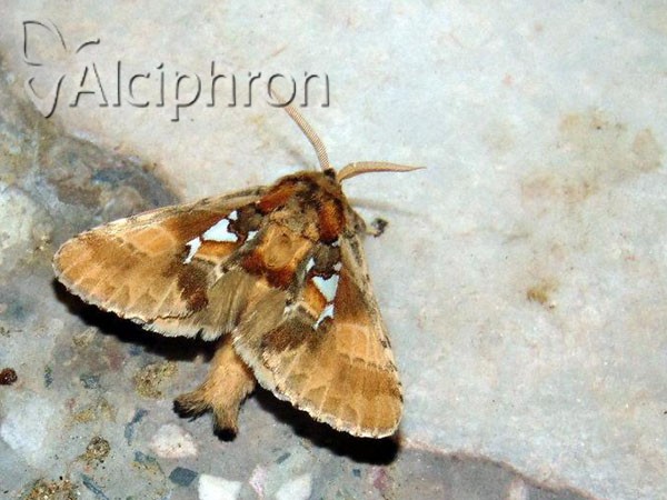 Spatalia argentina