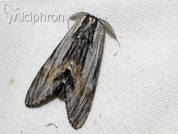 Harpyia milhauseri