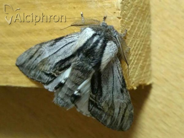 Harpyia milhauseri