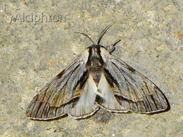 Harpyia milhauseri