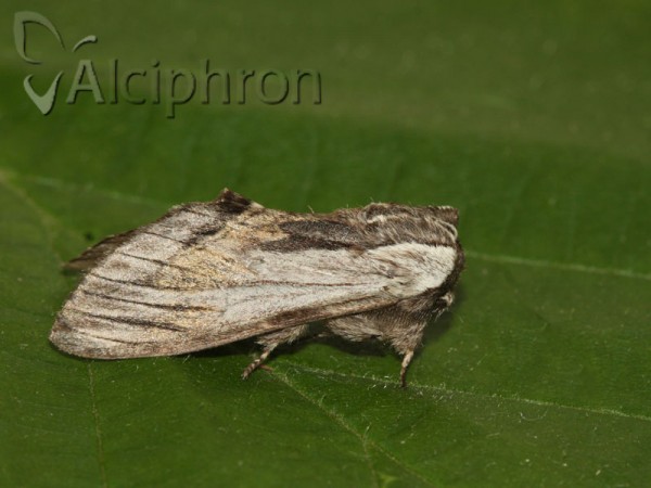 Harpyia milhauseri