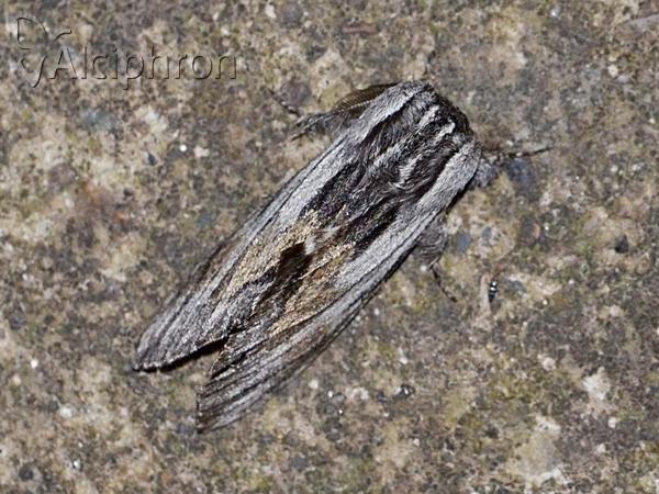 Harpyia milhauseri