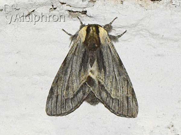 Harpyia milhauseri
