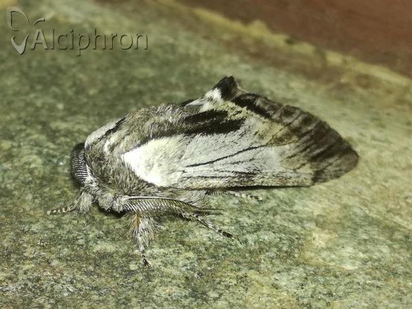 Harpyia milhauseri